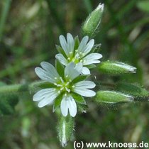 Knul-Hornkraut - Cerastium glomeratum