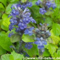 Kriechender Gnsel - Ajuga reptans