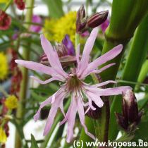 Kuckucks-Lichtnelke - Lychnis flos-cuculi