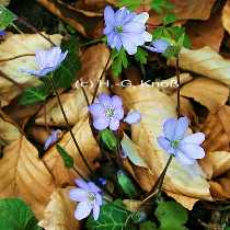 Leberblmchen Hepatica nobilis