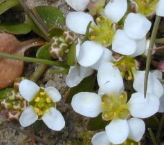 Lffelkraut - Cochlearia officinalis