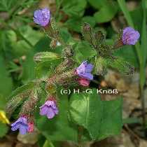 Lungenkraut, echtes - Pulmonaria officinalis