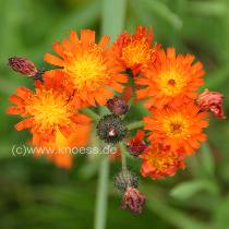 Orangerotes Habichtskraut - Hieracium aurantiacum