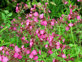 Pechnelke - Lychnis viscaria