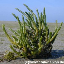 Queller - Salicornia europaea