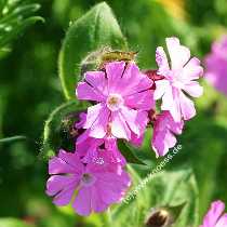 Rote Lichtnelke - Silene dioica