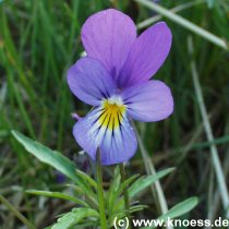 Sand-Stiefmtterchen - Viola tricolor