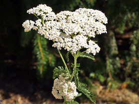 Schafgarbe - Achillea millefolium