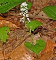 Zweiblttriges Schattenblmchen - Maianthemum bifolium