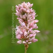 Schlangen-Knterich - Polygonum bistorta