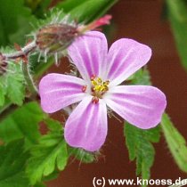 Stinkender Storchenschnabel- Geranium robertianum