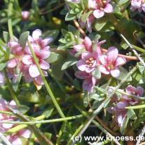 Strand-Milchkraut - Glaux maritima