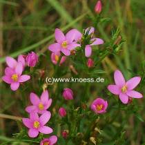 Strand-Tausendgldenkraut - Centaurium littorale
