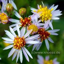 Strand-Aster - Aster tripolium