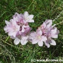 Strandnelke - Grasnelke - Kranzrusen - Armeria maritima