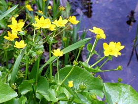 Sumpf-Dotterblume - Caltha palustris