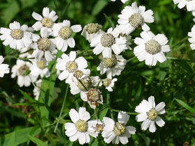 Sumpf-Schafgarbe - Achillea ptarmica