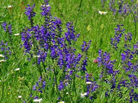 Wiesen-Salbei - Salvia pratensis