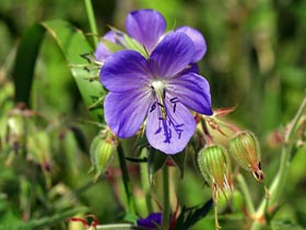 Wiesen-Storchenschnabel - Geranium pratense 