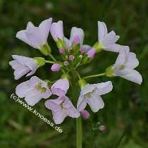 Wiesen-Schaumkraut - Cardamine pratensis