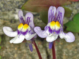 Zimbelkraut - Zymbelkraut - Mauer-Zimbelkraut - Cymbalaria muralis