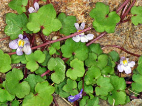 Zimbelkrat - Zymbelkraut - Cymbalaria muralis