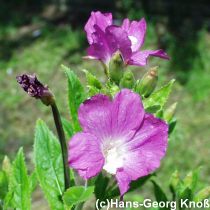 Zottiges Weidenrschen - Epilobium hirsutum