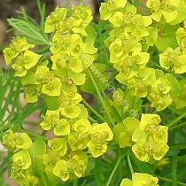 Zypressen-Wolfsmilch - Euphorbia cyparissias