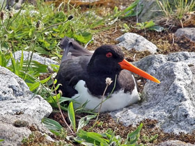 Austernfischer - Haematopus ostralegus