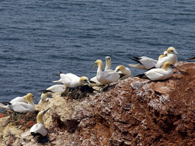 Basstlpel - Morus bassanus - Helgoland