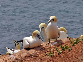 Basstlpel - Morus bassanus - Helgoland