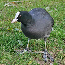 Blsshuhn - Fulica atra