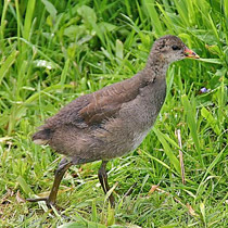 Blsshuhn - Fulica atra - Kken