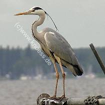 Graureiher - Ardea cinerea