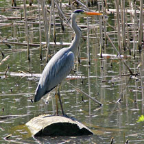 Graureiher - Ardea cinerea