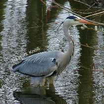 Graureiher - Ardea cinerea