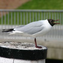 Lachmwe - Larus ridibundus im Bsumer Hafen