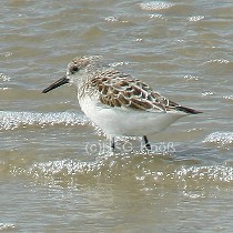 Sanderling - Calidris alba