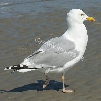 Lachmöwe - Larus argentatus