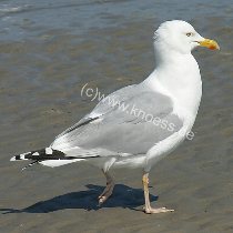 Lachmwe - Larus argentatus