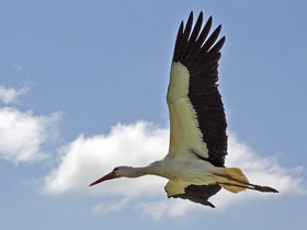 Weistorch (Ciconia ciconia)