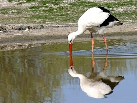 Weistorch (Ciconia ciconia)