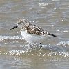 Sanderling