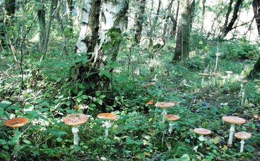 Fliegenpilze im Birkenwldchen