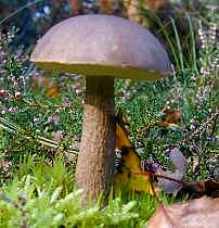 Birkenpilz - Leccinum scabrum