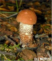 Eichen-Rotkappe - Leccinum quercinum