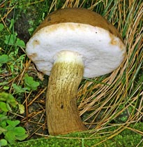 Gallenrhrling - Tylopilus felleus