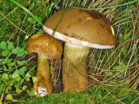 Gallenrhrling - Tylopilus felleus