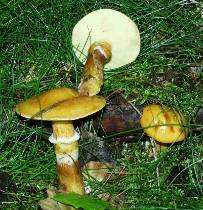 Goldrhrling - Suillus grevillei