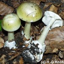 Grner Knollenbltterpilz - Amanita phalloides